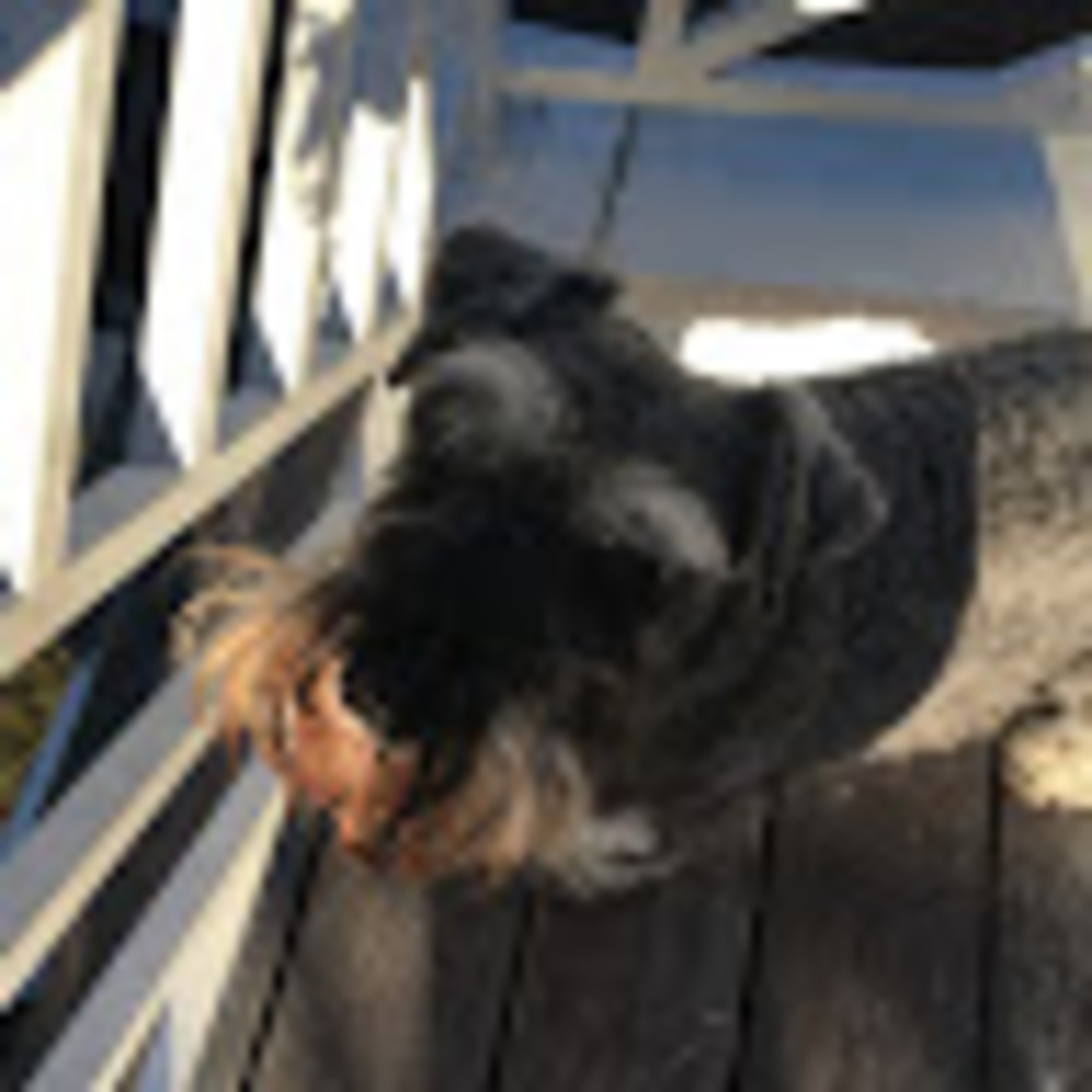 Meet your Posher, Maxi